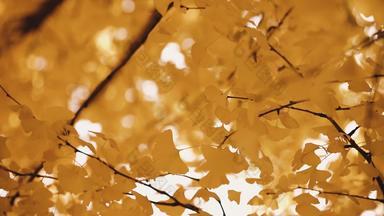 秋天里的银杏叶银杏树